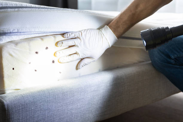 Best Pest Control Treatment  in Bethany, IL