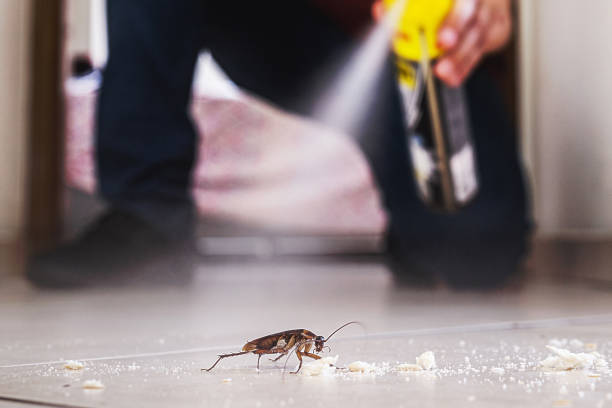 Best Spider Control Near Me  in Bethany, IL